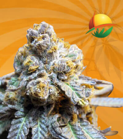 Elephant Autoflower Marijuana Seeds
