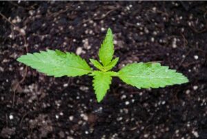 Foliar Feeding 1