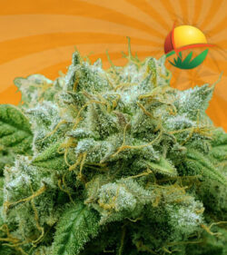 Frosted Zin Autoflower