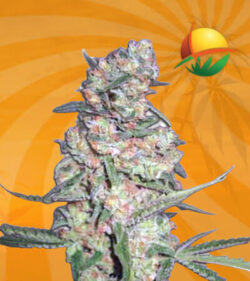 Galaxy Autoflower Marijuana Seeds