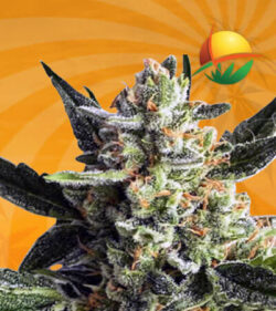 Gorilla Cake Autoflowering Marijuana Seeds