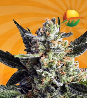 Gorilla Cake Autoflowering Marijuana Seeds