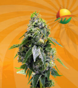 Gorilla Chip Feminized