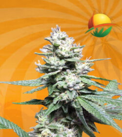 Gorilla Glue 48 Feminized Marijuana Seeds