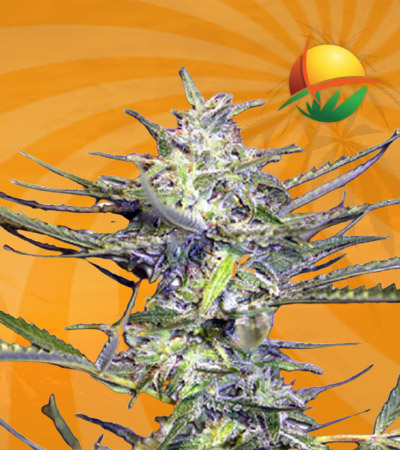 Grape Drink Autoflower Marijuana Seeds