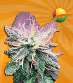 Grapeness Feminized