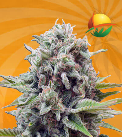 Gravity Autoflower Marijuana Seeds