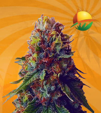 Green Goblin Feminized Marijuana Seeds