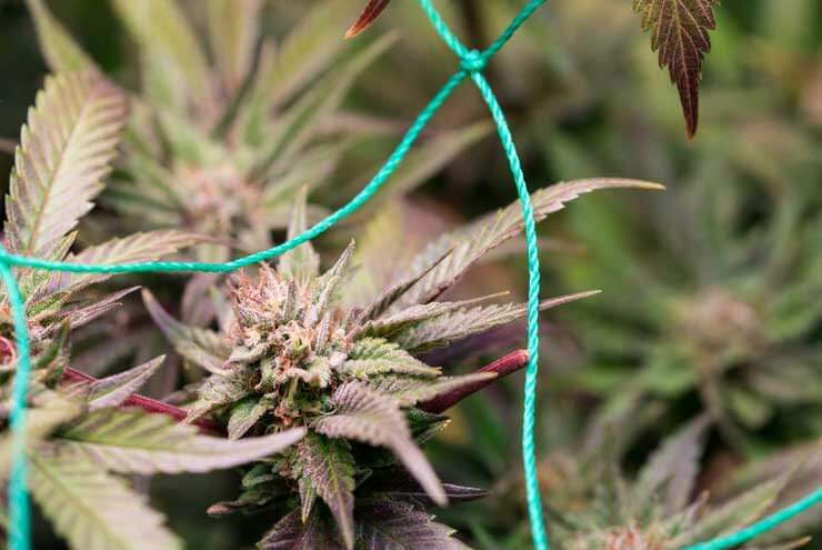 Growing Marijuana Plants Using a Trellis 1