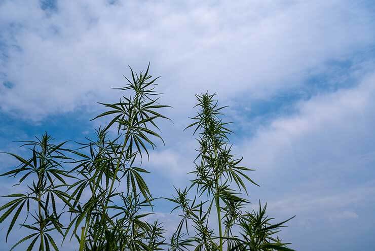 Growing Schedule For Outdoor Cannabis Plants 1
