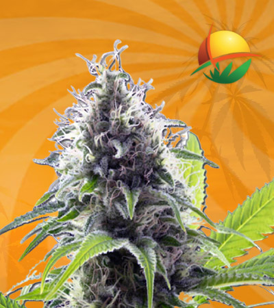 Hawaiian Fire Autoflower Marijuana Seeds