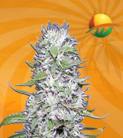 Hawaiian Skunk Autoflower Marijuana Seeds