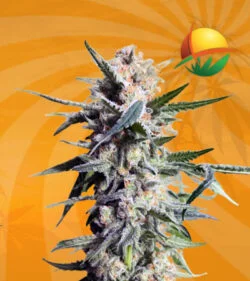 Hippie Crippler Autoflower Marijuana Seeds