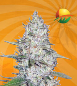 Kali Girl Autoflower