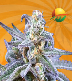 Killer Blue Autoflower