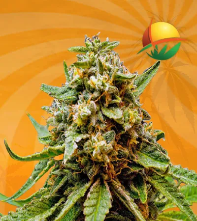 Killer Lemonade Auto Fast Marijuana Seeds