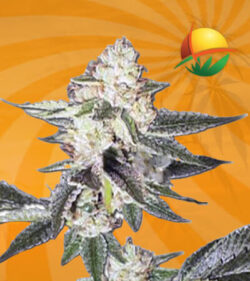 King Louis XIII Autoflower