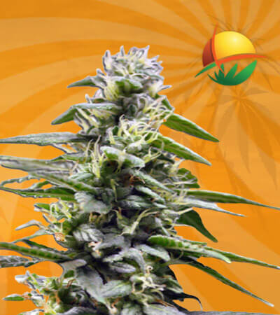 Kings Bread Autoflowering Marijuana Seeds 1
