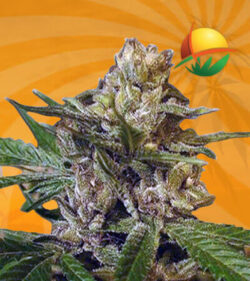 Leprechron Feminized