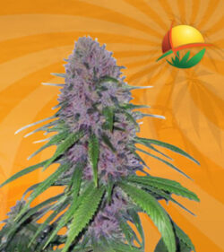 Mendo Breath auto