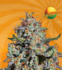 Northern Mango Autoflower Marijuana Seeds