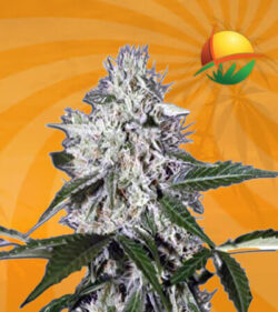 Northern Wreck Autoflower Marijuana Seeds