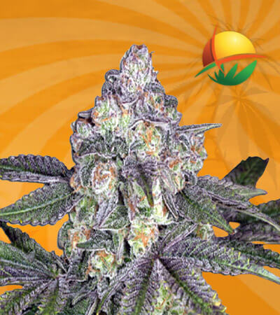 Orange Cake Autoflower Marijuana Seeds 1