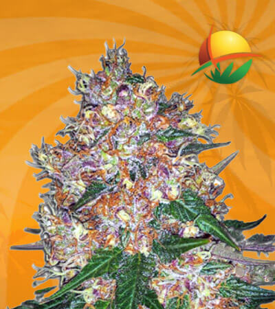 Pink Runtz Autoflower Marijuana Seeds