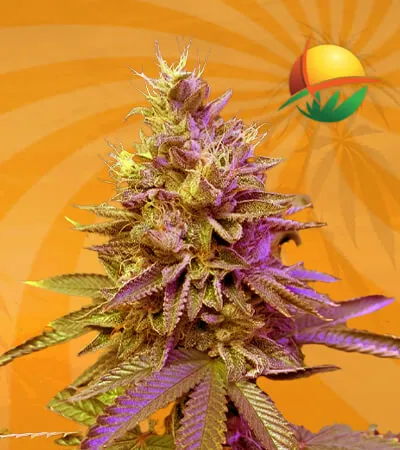 Redwood Kush Fast
