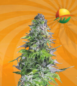 Romulan Feminized Marijuana Seeds