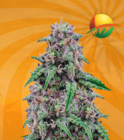 Salted Caramel Feminized Marijuana Seeds 1