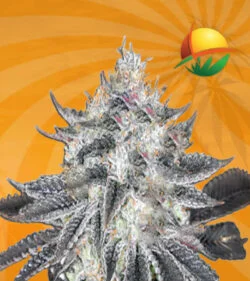 Sex on the Beach Feminized Marijuana Seeds