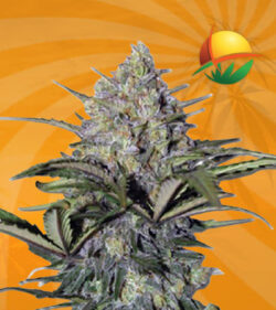 Skunk Glue Feminized Marijuana Seeds