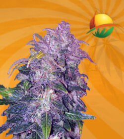 Space Cookies Autoflower Marijuana Seeds 1