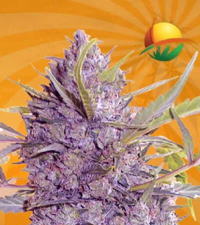 Star Gazer Auto Fast Version Marijuana Seeds