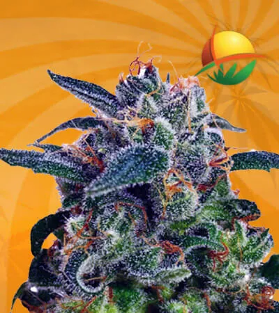 Strawberry Milk Fast Version Marijuana Seeds
