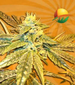 Tangie Cookies Regular