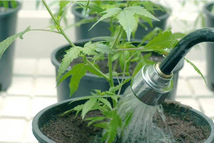 The Proper Way To Water Marijuana Plants 1