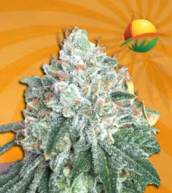 Tuna Kush Regular