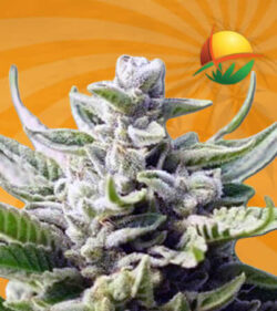 Utopia Feminized Marijuana Seeds