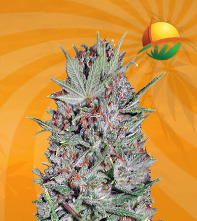 Wembley Feminized Marijuana Seeds