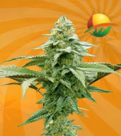 White Runtz Auto Autoflower