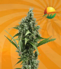 Amnesia Haze Auto