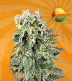 Angel OG Autoflower