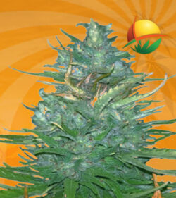 Auto CBD Blueberry