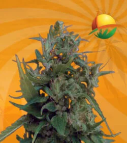 Auto Solomatic CBD