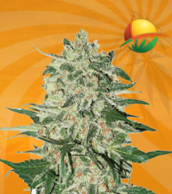 B 52 Feminized