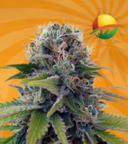 Berry White Feminized