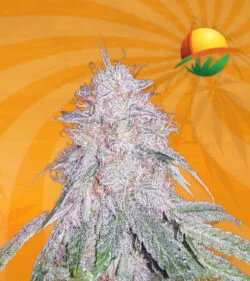 Black Cherry OG Feminized