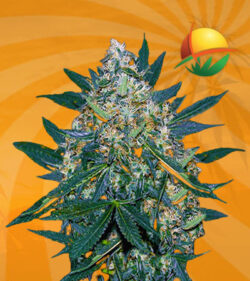 Black Indica Feminized
